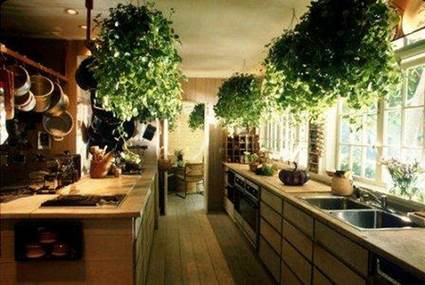 Tips para decorar la cocina con plantas - Decoración de Interiores y