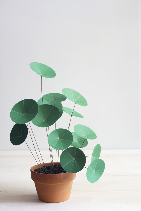 DIY: plantas de papel