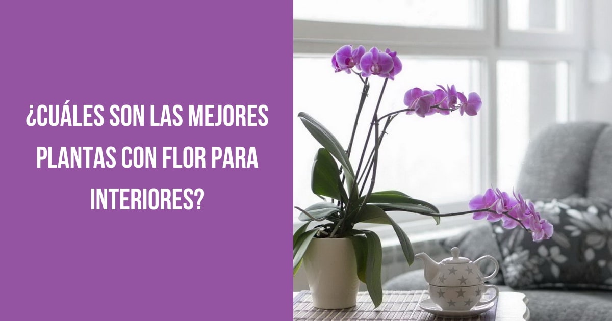 Plantas con flor de interior. Plantas