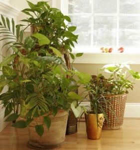 plantasri6