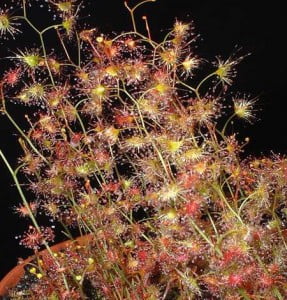 planta carnivora drosera_gigantea