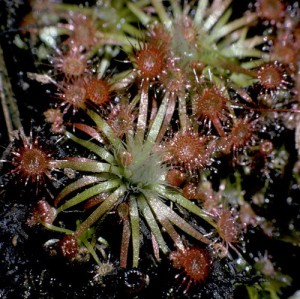 planta carnivora drosera_pygmea
