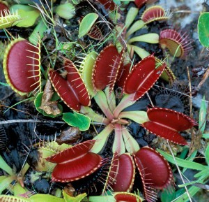 planta carnivoradionea_muscipula