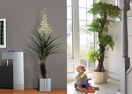 plantas-para-decorar1