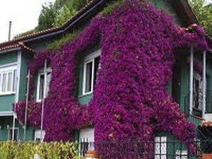 buganvilla
