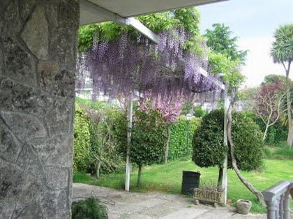 glicinia