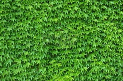 hiedra-pared