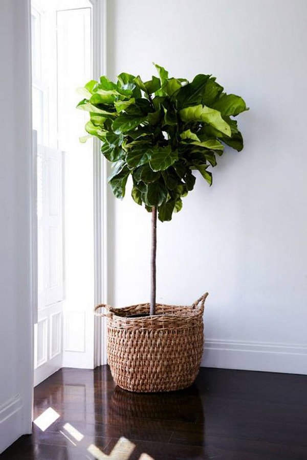 Plantas de interior en cestas de mimbre