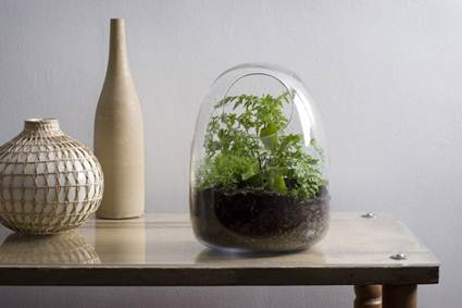 Terrarios decorativos