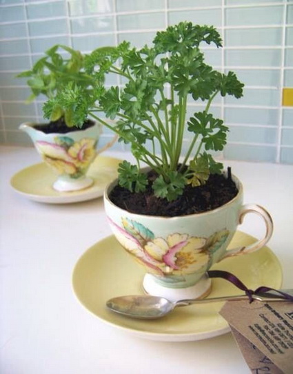 Maceteros con tazas vienas