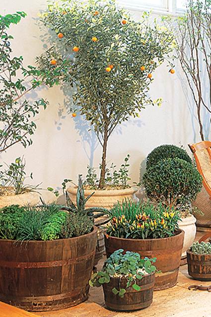 Plantas en interiores