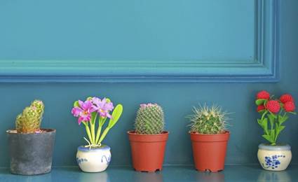 Pequeñas plantas de interior
