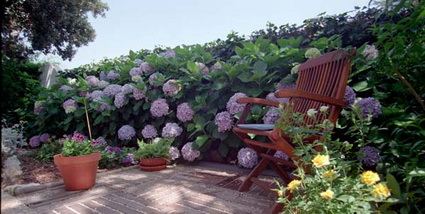 Cerco con hortensias