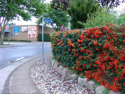 Cerco con Crataegus