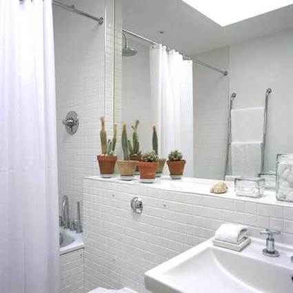 Cactus para decorar baños
