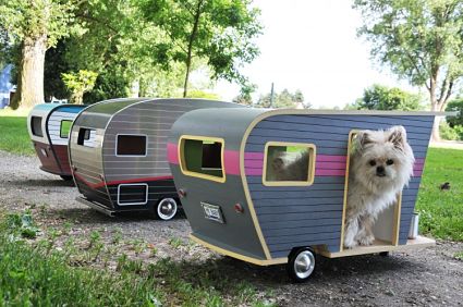 campers-mascotas-3