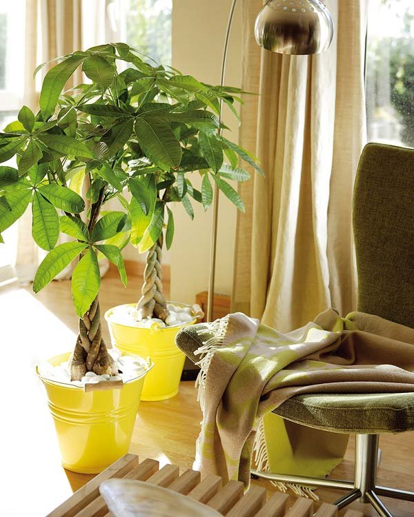 Plantas para decorar interiores - Decoración de Interiores y Exteriores -  EstiloyDeco