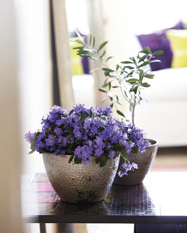 flores-color-lila