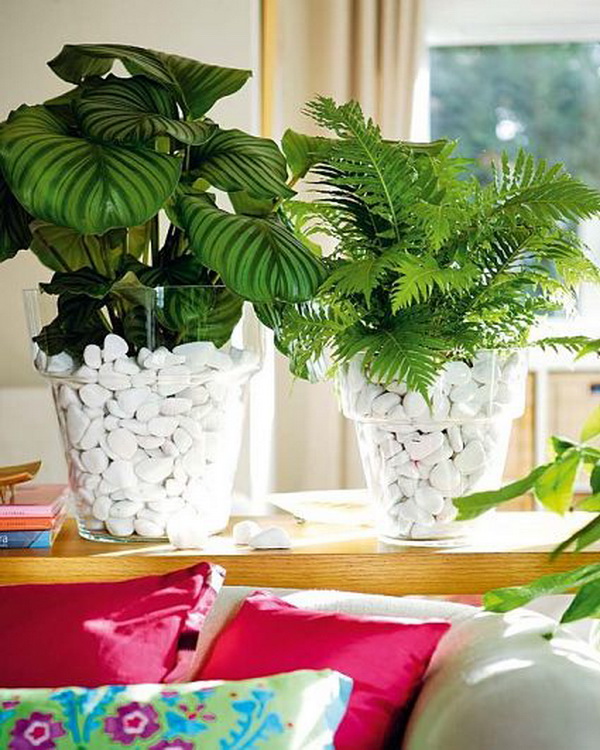 plantas-macetas-transparentes-con-piedras-blancas