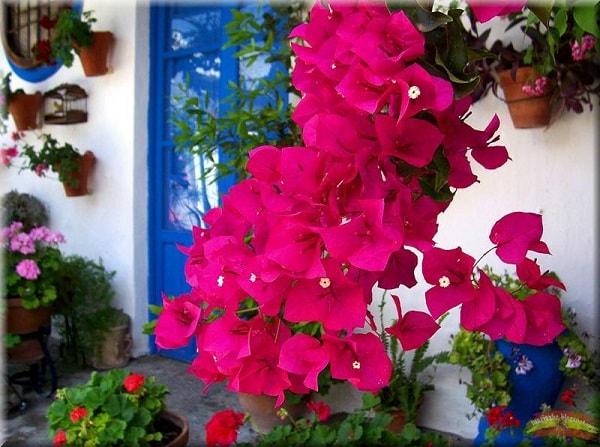 Buganvilla en patio andaluz