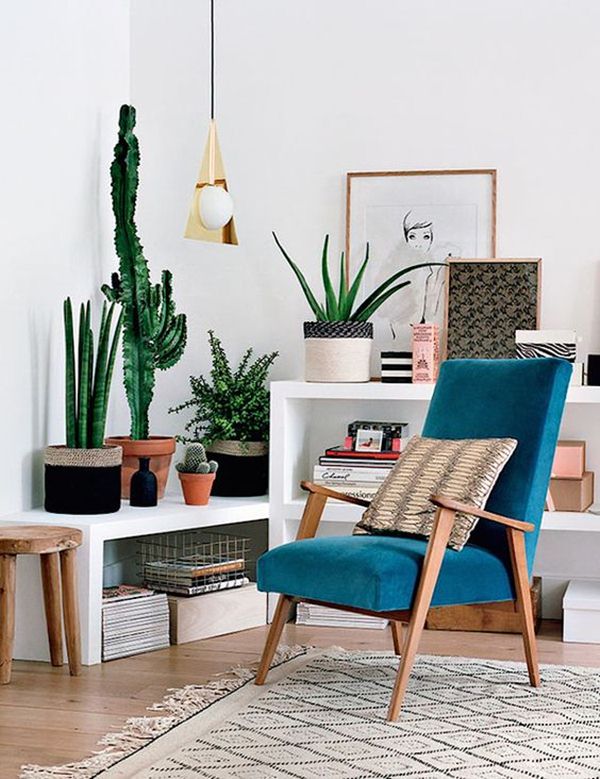 Cactus en interiores