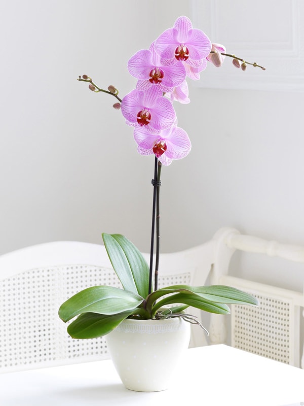 Orquídeas rosas