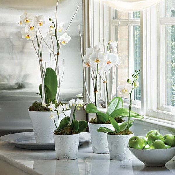 Orquídeas blancas en macetas