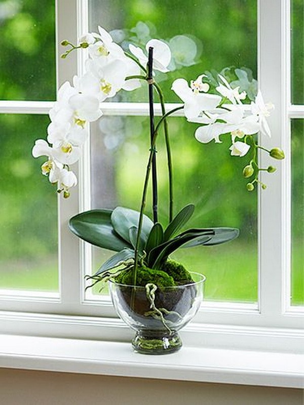 Orquídeas blancas