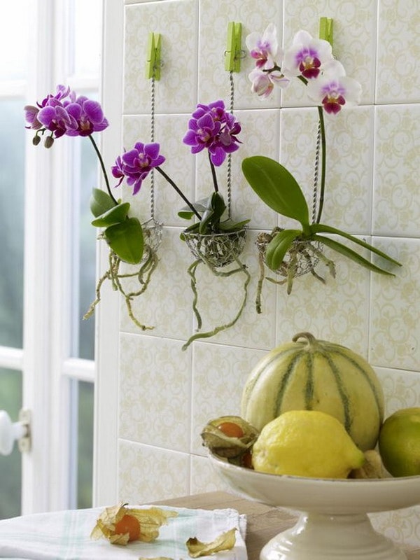 Orquídeas en la pared