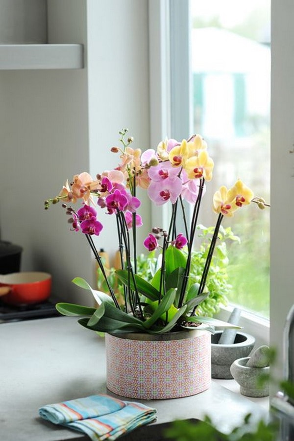 Orquídeas de varios colores