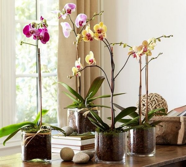 Decoración con orquídeas