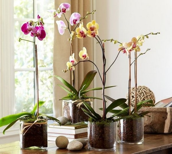 Decora tus interiores con orquídeas - Decoración de Interiores y Exteriores  - EstiloyDeco