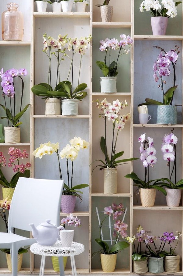 Muebles lleno de orquídeas