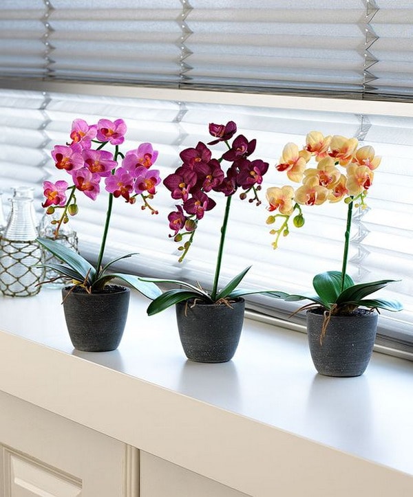 Orquídeas de colores