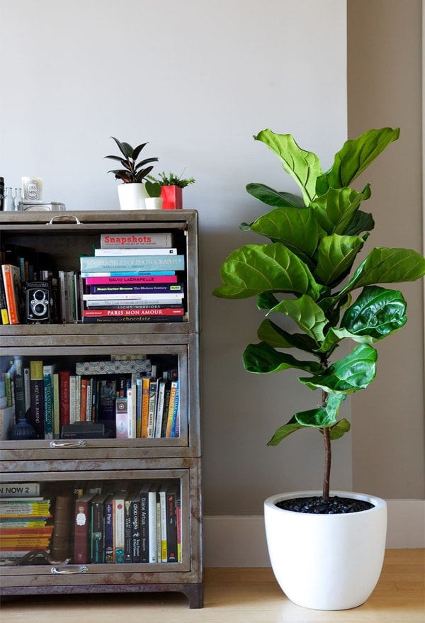 Decoracion Con Plantas Para Interiores - Decorar con plantas de interior - Decoración de Interiores ... - Decoración natural con plantas de interior y madera.
