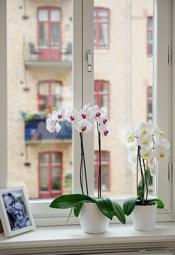 Orquídeas en la ventana