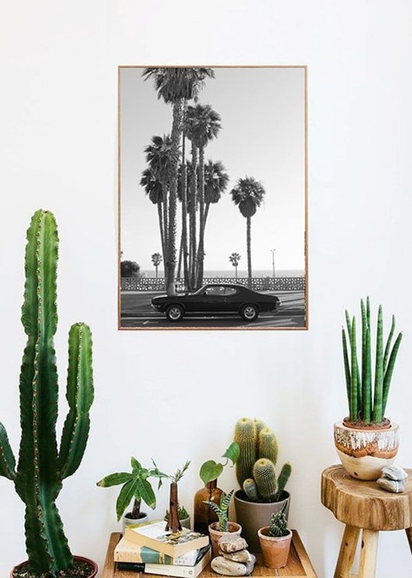 Plantas para decorar interiores
