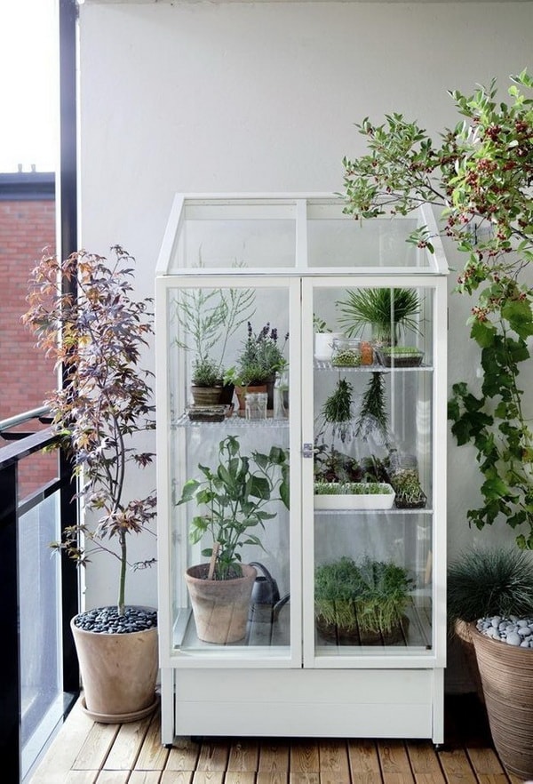 Plantas dentro de una vitrina