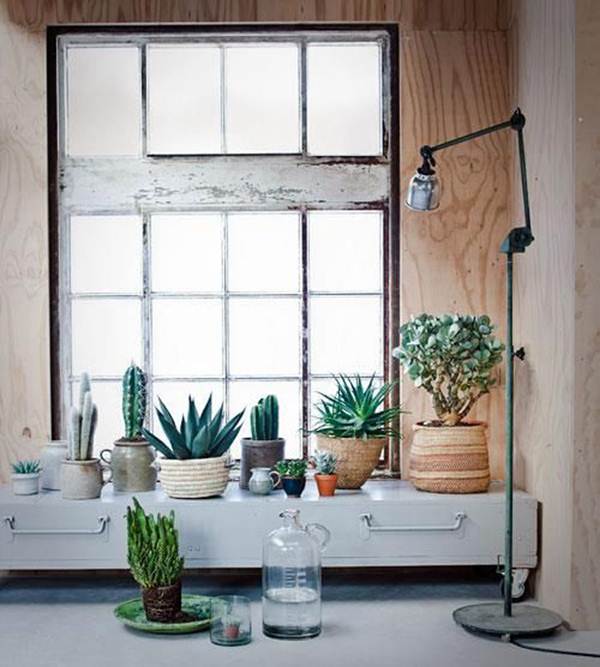 Plantas para decorar interiores