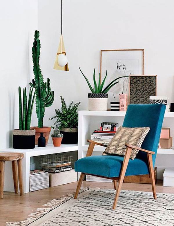 Plantas de interior