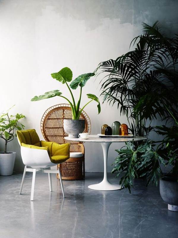 Plantas exóticas en interiores