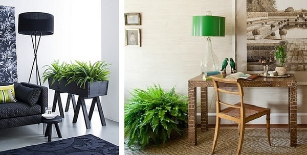 Helechos para decorar interiores