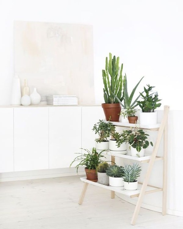 Plantas para decorar interiores