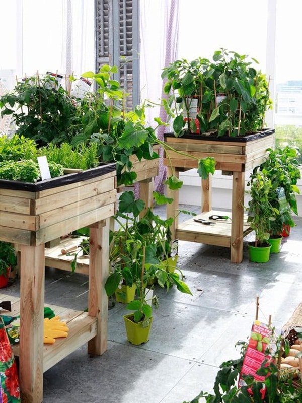 Plantas especiales para balcones, terrazas y otras zonas de jardín. Ideas para jardines. Decoración exterior. Diseño de jardines.