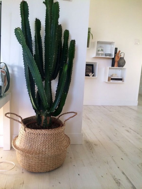 Cactus en cestas de mimbre