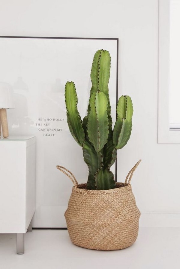 Cactus en cestas