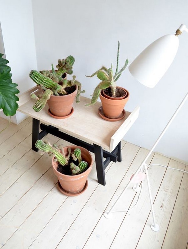 Recibidores decorados con cactus