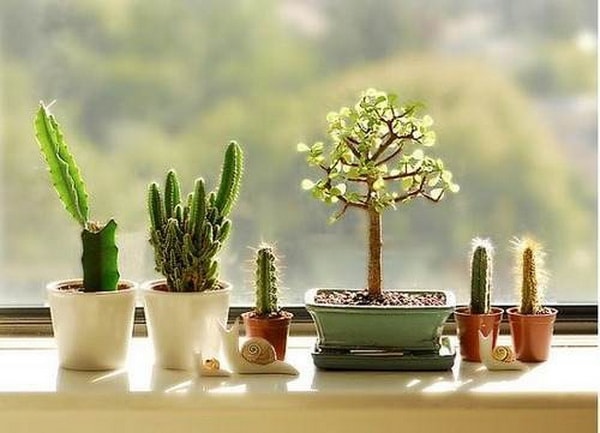 Cactus en ventanas