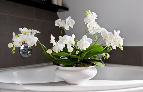 Decorar con orquídeas