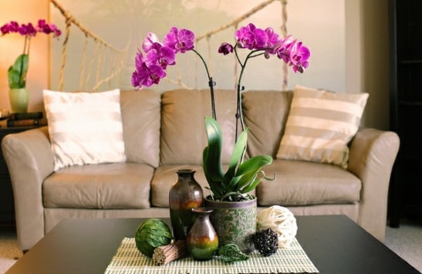 Orquídeas en el living